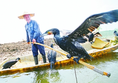 马踏湖上又见放鹰人